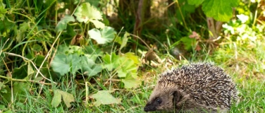Event-Image for 'Auf Entdeckungstour mit unserem stacheligen Nachbarn'