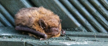 Event-Image for 'Wald x Würth «Fledermauskasten bauen»'