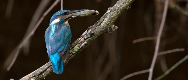 Event-Image for 'Vogelbeobachtung in Kr&ouml;llwitz'