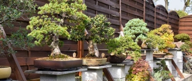Event-Image for '30 Jahre Bonsai-Garten-Müller & AK-Saarwellingen'