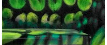 Event-Image for 'Fotoexkursion: Streetart Fototour im Belgischen Viertel'