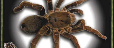 Event-Image for 'Insektenausstellung Welt der Riesenspinnen'