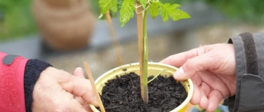 Event-Image for 'Pflanzentauschb&ouml;rse mit Markt &ndash; neu mit Tomatensetzlingen'