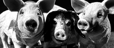 Event-Image for 'Drei kleine Schweinchen'
