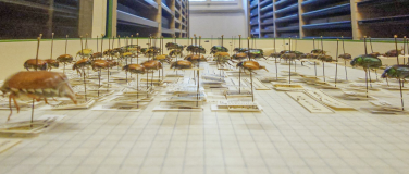 Event-Image for 'Vom Archiv ins Internet: Swiss Natural History Collection'