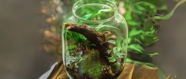 Event-Image for 'KINDER-WORKSHOP: Mini-Zaubergarten in Schale gestalten'