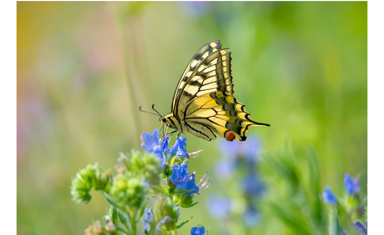 Event-Image for 'Schmetterlinge professionell aufziehen'