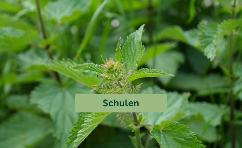 Wunderpflanze Brennnessel erleben Tickets