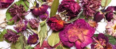Event-Image for 'KINDER-WORKSHOP: Blumen- & Kräutermandala kreieren'