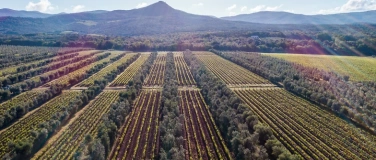 Event-Image for 'Grand Tasting & Masterclass mit Bolgheri'