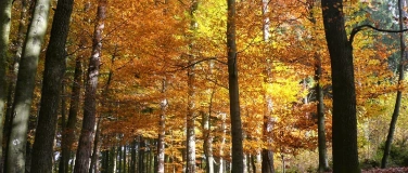 Event-Image for 'Waldbaden – Entspannen mit der Kraft der Natur'