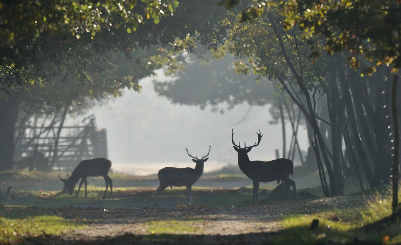 Event-Image for 'Tour im Wildgehege Glauer Tal'