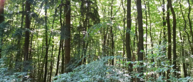 Event-Image for 'Ein Wochenende im Kraftort Wald'