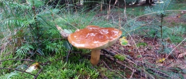 Event-Image for 'Pilztour zum Saisonstart in Wallsb&uuml;ll'