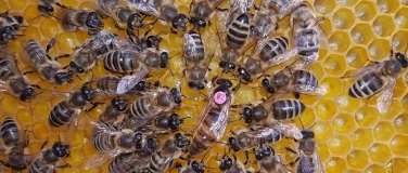 Event-Image for 'Berliner Imkertag 2026'