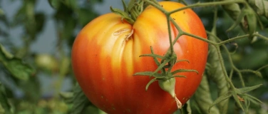 Event-Image for 'Tomaten Parade'