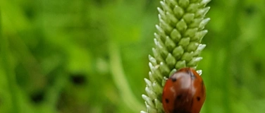 Event-Image for 'Wald- und Wiesenführung: Jeden Tag etwas Wildes!'