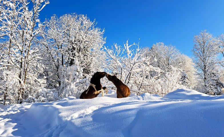 Event-Image for 'Ponyreiten  Ponyf&uuml;hren  Kindergeburtstage'