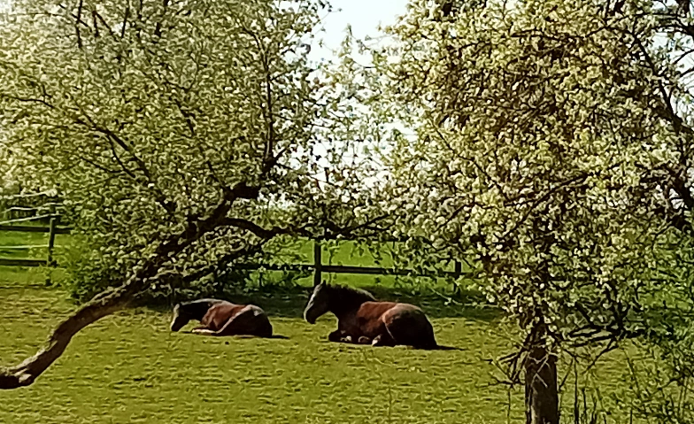 Event-Image for 'Ferienfreizeit mit geführtem Waldausritt'