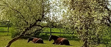 Event-Image for 'Ferienfreizeit mit geführtem Waldausritt'