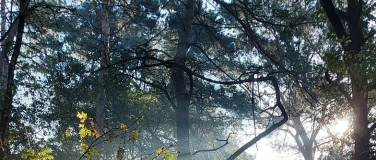 Event-Image for 'Waldbaden für Mensch & Hund – Ankommen & Sein'
