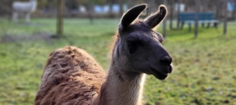 Veranstalter:in von Lama-Park-Wanderung zwischen den Jahren