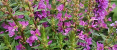 Event-Image for '26. Pflanzenb&ouml;rse'