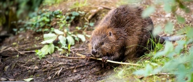 Event-Image for 'Wanderung zum Bibersee Marthalen (ZH)'