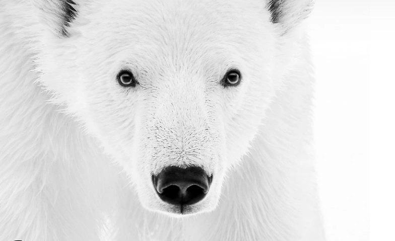 Symphonie Arctique Tickets