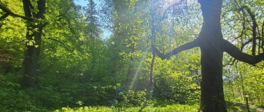 Event-Image for 'Waldbaden Schnupperkurs Rauszeit Shinrin Yoku'