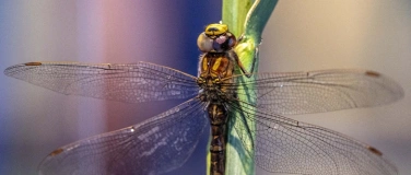 Event-Image for 'Sonderausstellung: &laquo;Krabbler &ndash; unheimlich faszinierend&raquo;'