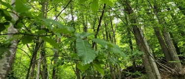 Event-Image for 'Auftanken bei Waldbaden-Shinrin Yoku& Einkehr Weingut'