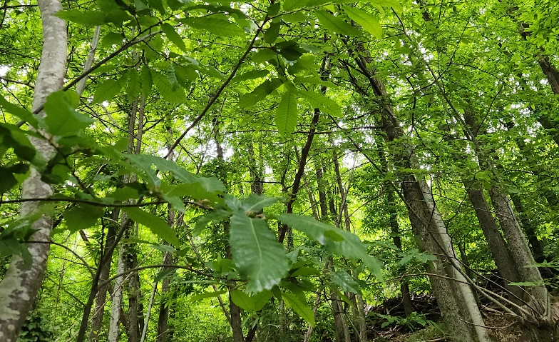 Event-Image for 'Waldbaden - Entschleunigung im Pfälzer Wald'