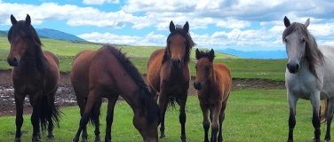 Event-Image for 'Art-Gerecht-Pferd'