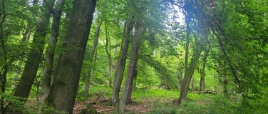 Event-Image for 'Waldbaden Shinrin Yoku Erntedank Spezial'