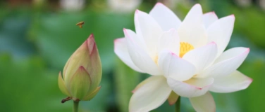 Event-Image for 'Stressreduktion mit Weisheits-Qigong'