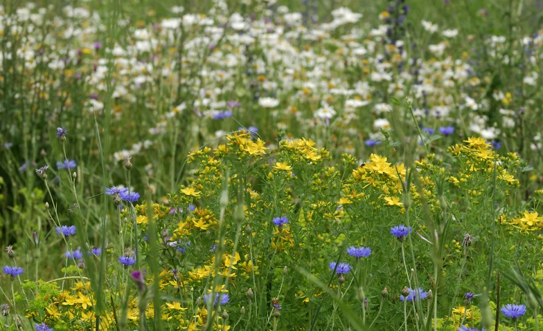 Event-Image for 'Crashkurs Pflanzen'