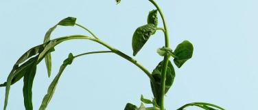 Event-Image for 'Ostasiatischer Abend'