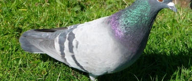 Event-Image for 'Stadttauben &ndash; unerw&uuml;nschte Mitbewohner oder stille Helden?'