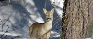 Event-Image for 'Familienanlass des Naturschutzvereins Bülach: Frieren Tiere?'