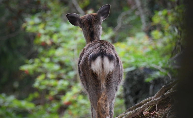 Zwerglif&uuml;hrung &laquo;Im Wald zuhause&raquo; Tickets