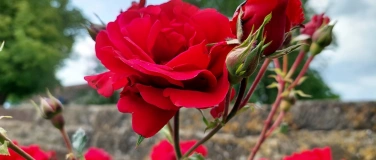 Event-Image for 'Fest der Rose im Würzburger Logenhaus'
