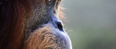 Event-Image for 'Lehrpersonen-Weiterbildung: Orang-Utans'