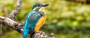 Event-Image for 'Der Eisvogel in den Thurauen'