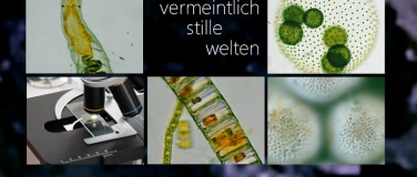 Event-Image for 'Familienforschertag: Unter Wasser-Vermeintlich stille Welten'