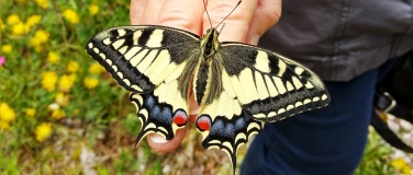 Event-Image for 'Lehrpersonen-Weiterbildung: Schmetterlinge'