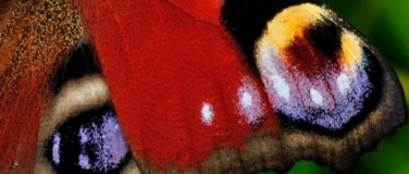 Event-Image for 'Wunder der Natur: Mimikry und Mimese'