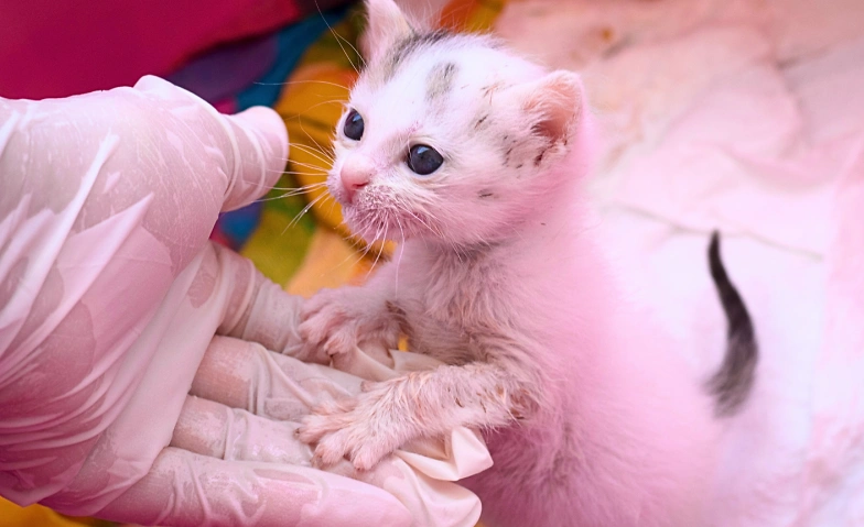 Pflege von (neugeborenen) Kitten Tickets