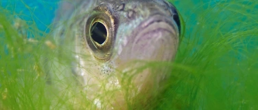 Event-Image for 'Gwunderstunde: Fische und Seen'