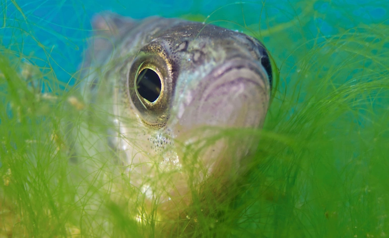 Event-Image for 'Gwunderstunde: Fische und Seen'